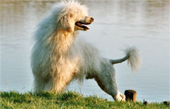 portugiesischer wasserhund langhaar