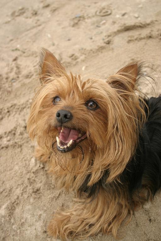 Yorkie