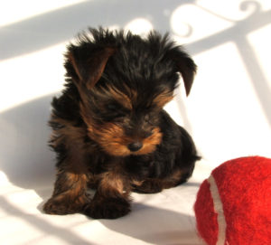 yorkshire terrier