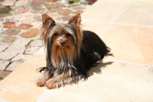 yorkshire terrier
