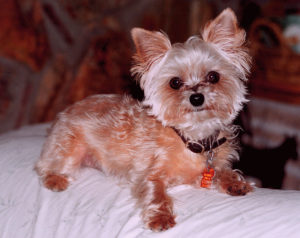 yorkshire terrier