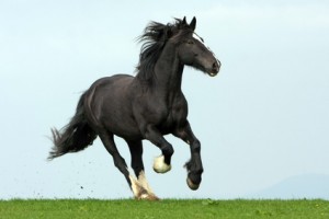 Pferd im Galopp